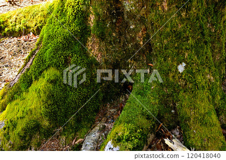 Green beech trunks on Mount Goseitai in the Doshi Mountains Green beech trunks on Mount Goseitai in the Doshi Mountains 120418040