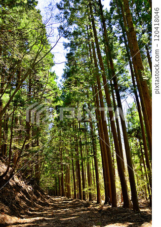 道誌山脈的五佐台山、白平路線五佐森林道路的雪松林 120418046