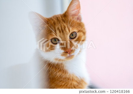 A ginger cat sits and looks at the camera while sitting on a window covered by a curtain. Pets. Pet care. Coziness and comfort indoors. 120418166