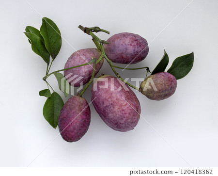 秋天的味道 天然的甜味 鬱子 秋天的味道 天然的甜味 鬱子 120418362