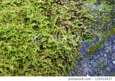 Rock with moss Rock with moss 120418427