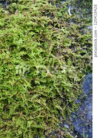 Rock with moss 120418428