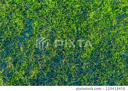 green grass lawn covered with morning hoarfrost texture green grass lawn covered with morning hoarfrost texture 120418458
