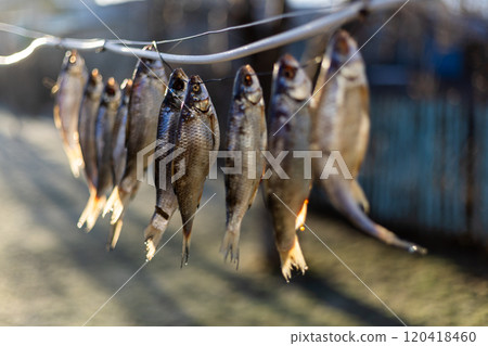 salted fish drying on a rope outside 120418460