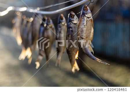 salted fish drying on a rope outside 120418461