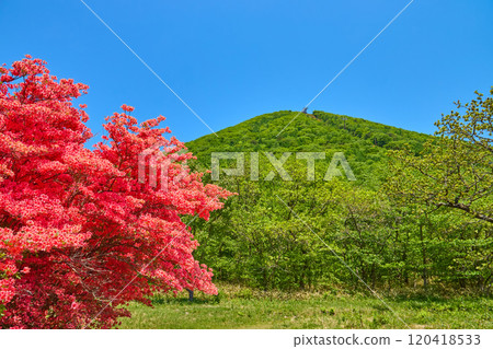 Azaleas and Haruna Fuji seen from near Haruna Park in Takasaki City, Gunma Prefecture in spring Azaleas and Haruna Fuji seen from near Haruna Park in Takasaki City, Gunma Prefecture in spring 120418533