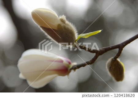 It's still chilly in spring, but in the warmth of spring, the pure white Magnolias bloom all at once. 120418620