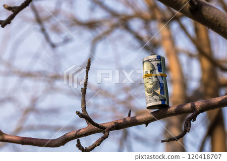 roll of us dollars hanging on a tree branch roll of us dollars hanging on a tree branch 120418707