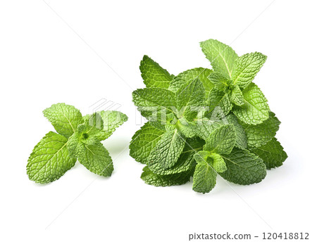 Fragrance mint on white backgrounds 120418812