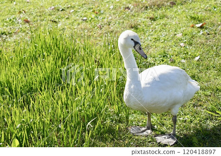 美麗的天鵝在草叢中尋找食物，站立的身影 120418897