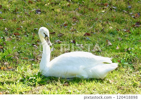 美麗的天鵝在草地上休息，特寫，放鬆 120418898