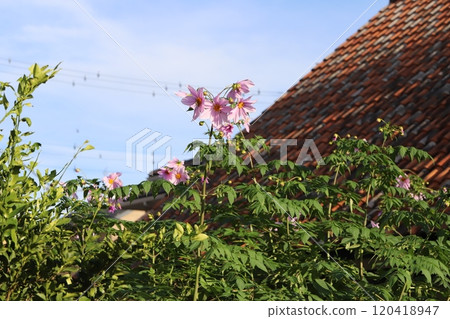 Pink emperor dahlia flowers blooming in the autumn garden Pink emperor dahlia flowers blooming in the autumn garden 120418947