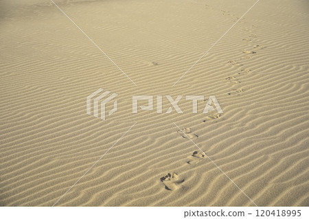 Summer in Tottori Prefecture: Tottori Sand Dunes - Wind ripples in the sand and barefoot footprints 120418995