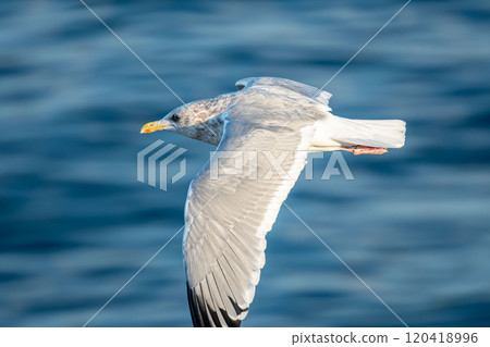 一隻黑尾黑尾貓在海面上快樂地飛翔 一隻黑尾黑尾貓在海面上快樂地飛翔 120418996