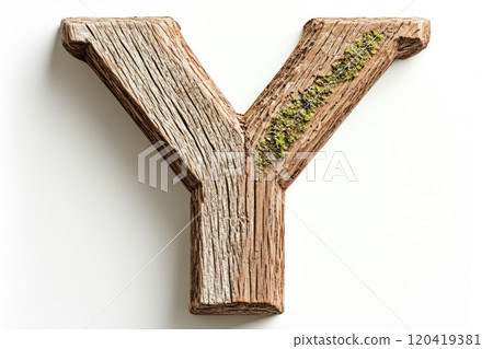 Bold rustic wooden capital letter Y, aged oak wood, moss growing in crevices, white background 120419381