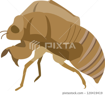 Illustration of a cicada shell 120419419