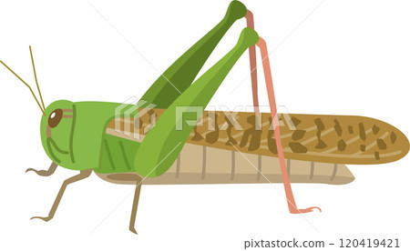 Image illustration of a migratory locust 120419421