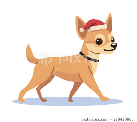 Chihuahua wearing Santa hat festive theme cute dog walking on white background holiday design 120420003