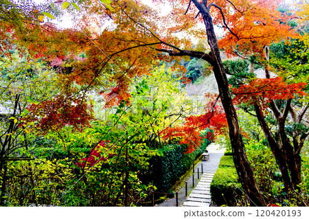 [Kanagawa] Autumn in Kamakura: Vivid autumn leaves at Meigetsuin Temple 120420193