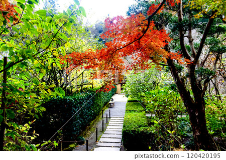 [Kanagawa] Autumn in Kamakura: Vivid autumn leaves at Meigetsuin Temple 120420195