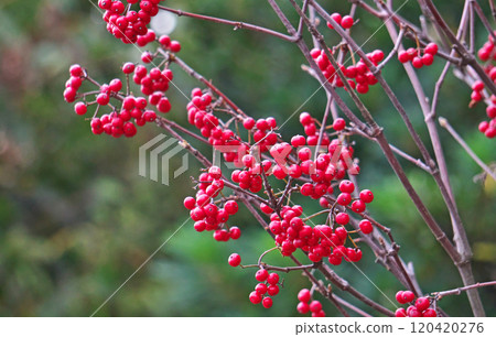 Red Viburnum (Autumn, November) 120420276