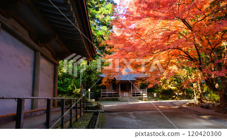 岩手縣中尊寺、金堂、藏經庫染上秋色 120420300