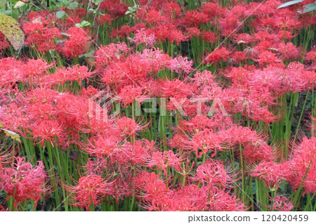 Mogi Castle 120420459