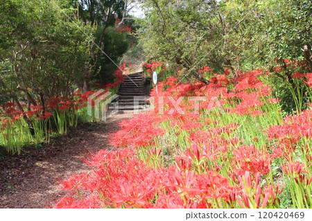 Mogi Castle 120420469