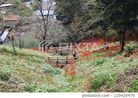 Mogi Castle 120420470