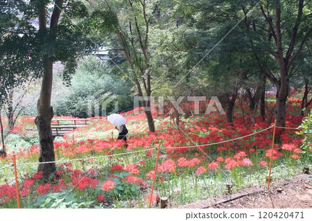 Mogi Castle 120420471