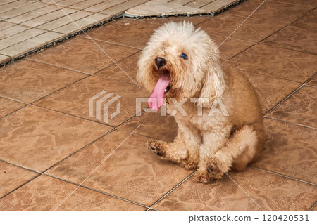 Close-up of poodle pet dog scooting on rough floor surface to relieve itch discomfort due to anal gland problem. Motion blur intended. Close-up of poodle pet dog scooting on rough floor surface to relieve itch discomfort due to anal gland problem. Motion blur intended. 120420531