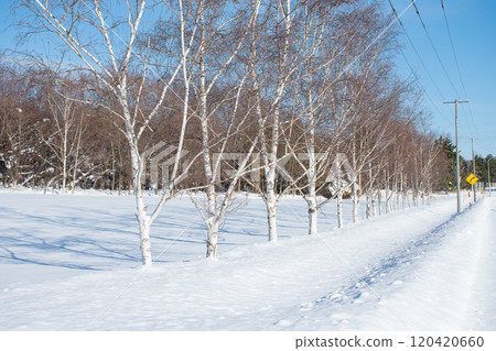 Birch birch tree in winter 120420660