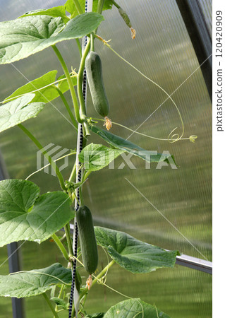 Large elongated smooth cucumbers with tendrils against the background of glass in a greenhouse Large elongated smooth cucumbers with tendrils against the background of glass in a greenhouse 120420909
