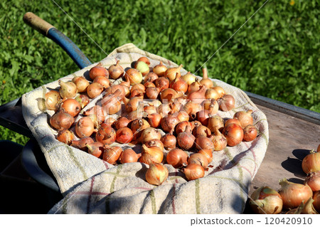 Onions spread out to dry on a towel on a garden wheelbarrow in the garden 120420910