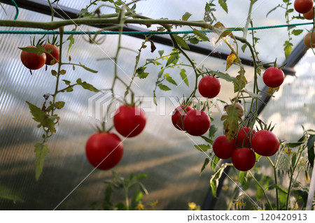 Red cherry tomatoes on a branch in a greenhouse 120420913