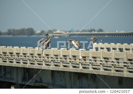 Wild pelican water bird perching on harbor railing in Florida. Wildlife in Southern USA Wild pelican water bird perching on harbor railing in Florida. Wildlife in Southern USA 120421057