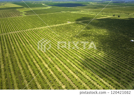 View from above of green farmlands with rows of orange grove trees growing on a sunny day in Florida View from above of green farmlands with rows of orange grove trees growing on a sunny day in Florida 120421082