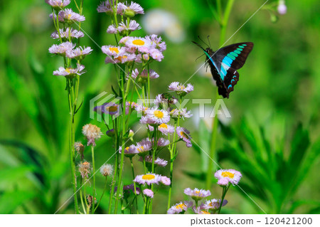 一隻美麗的蝴蝶，帶有迷人的柔和色帶，閃爍著綠松石色。 120421200