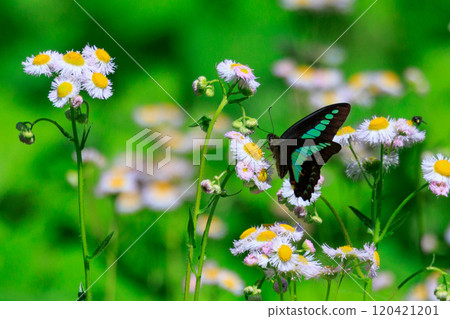 A beautiful butterfly with an attractive pastel-colored band that shines in turquoise. 120421201