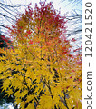 A maple tree with beautiful autumn leaves 120421520