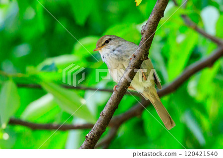 A warbler that announces spring but doesn't show up despite its familiar voice A warbler that announces spring but doesn't show up despite its familiar voice 120421540