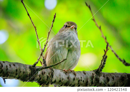 鳴鳥宣告了春天的到來，但儘管有熟悉的聲音卻沒有出現 120421548