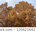 Metasequoia trees turning red in autumn 120421642