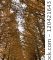 A road lined with metasequoia trees 120421643