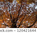 A road covered with metasequoia trees 120421644