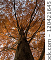 Metasequoia in season 120421645