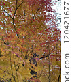 Beautiful gradation of autumn leaves 120421677