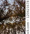 Looking up at the big metasequoia tree 120421678