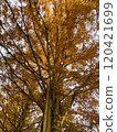 A large tree of Metasequoia with autumn leaves 120421699