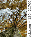 A view of Metasequoia trees with autumn leaves seen from below 120421700